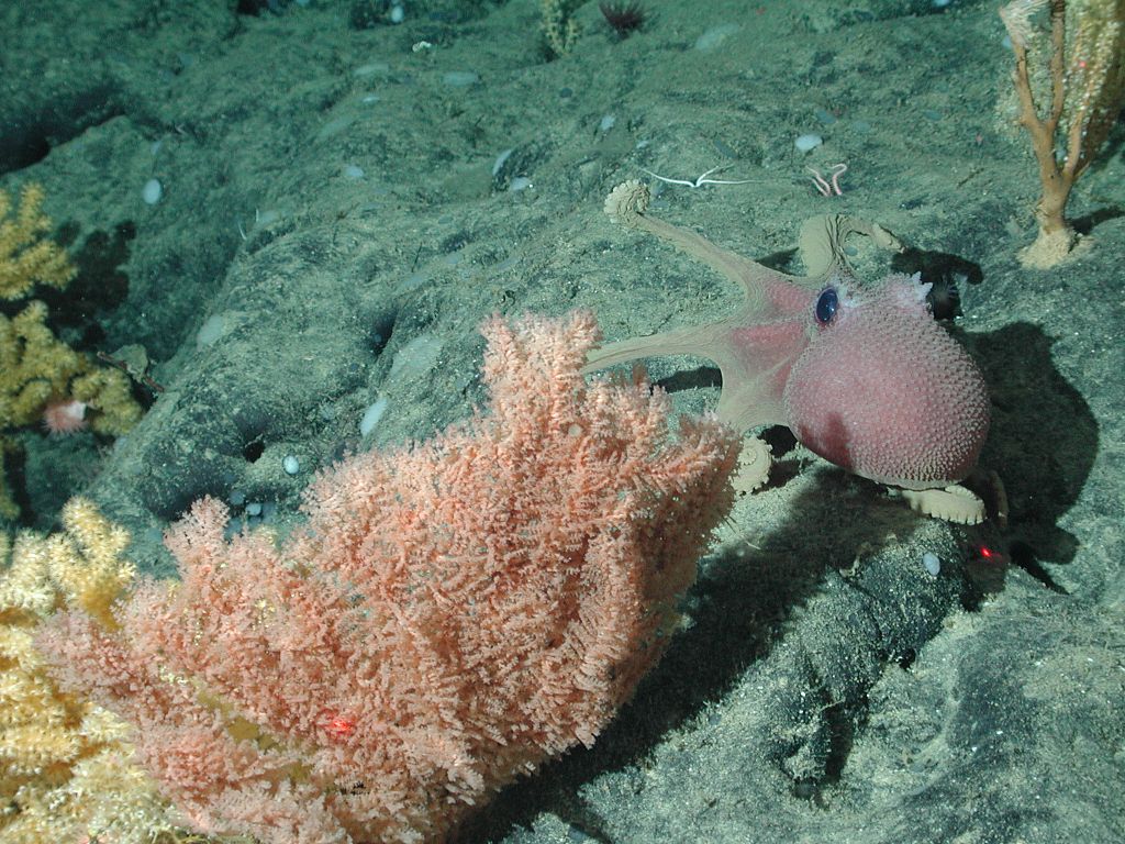 Представитель Семейства Cladopathidae